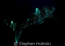 Whaleshark, Western Australia.  Taken with a Canon A630 a... by Stephen Holinski 